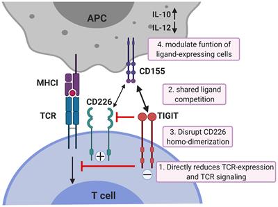 Frontiers | TIGIT, The Next Step Towards Successful Combination Immune ...